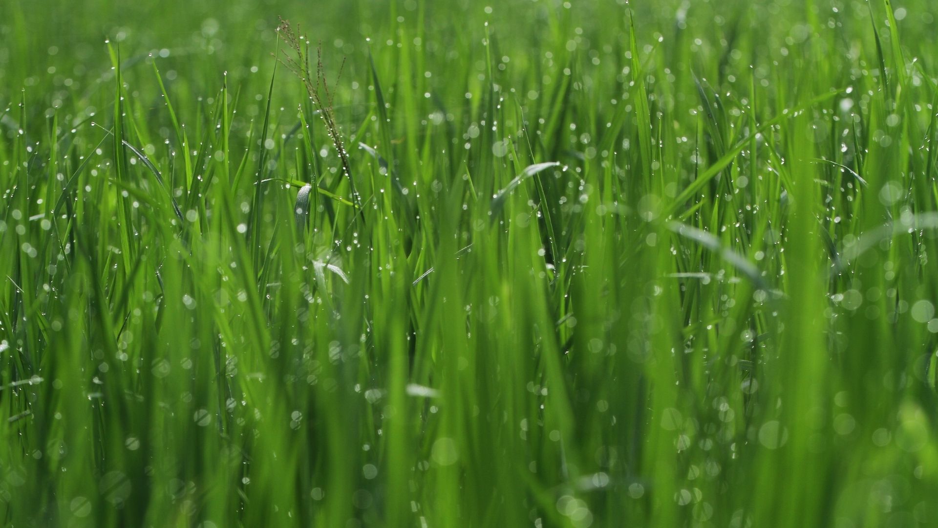 SYS Çevre ve İSG Laboratuvarı  / Bolu